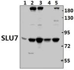 SLU7 Polyclonal Antibody