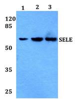 E-selectin Polyclonal Antibody