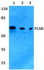 FCAR Polyclonal Antibody