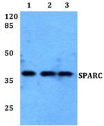 SPARC Polyclonal Antibody