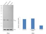 VHL Antibody in Western Blot (WB)