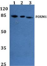 FOXM1 Polyclonal Antibody