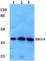 XRCC4 Polyclonal Antibody