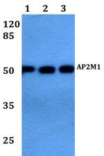 AP2M1 Polyclonal Antibody
