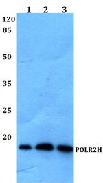 POLR2H Antibody in Western Blot (WB)