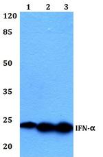 IFN alpha Polyclonal Antibody