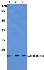 Lymphotactin Polyclonal Antibody