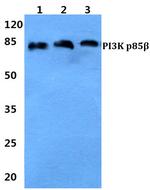 PIK3R2 Polyclonal Antibody