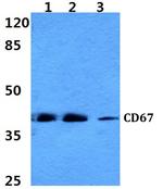 CEACAM8 Polyclonal Antibody