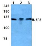 CSF2RB Polyclonal Antibody
