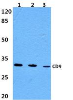 CD9 Polyclonal Antibody