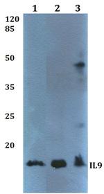 IL-9 Polyclonal Antibody