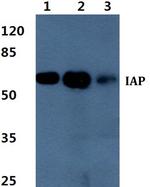 Intestinal Alkaline Phosphatase Polyclonal Antibody