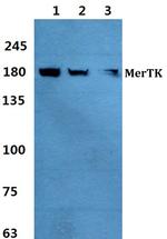 MERTK Polyclonal Antibody