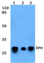 Epo Polyclonal Antibody