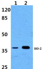 Heme oxygenase 2 Polyclonal Antibody