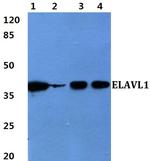 HuR Polyclonal Antibody