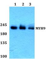 MYH9 Polyclonal Antibody