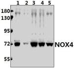 NOX4 Polyclonal Antibody