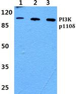 PIK3CD Polyclonal Antibody