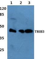 TRIB3 Antibody in Western Blot (WB)
