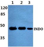 IDO Antibody in Western Blot (WB)