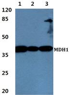 MDH1 Polyclonal Antibody