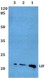 LIF Polyclonal Antibody