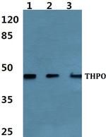 Thrombopoietin Polyclonal Antibody