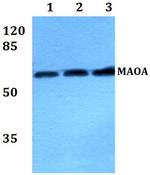 MAOA Polyclonal Antibody