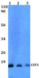 CST1 Polyclonal Antibody