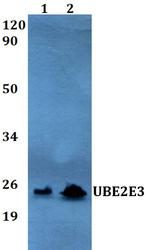 UBE2E3 Polyclonal Antibody