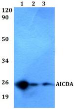 AID Polyclonal Antibody
