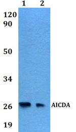 AID Polyclonal Antibody