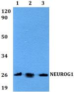 Neurogenin 1 Polyclonal Antibody