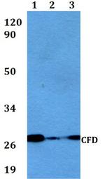 Complement Factor D Polyclonal Antibody