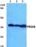 Prostasin Polyclonal Antibody
