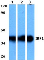 IRF1 Polyclonal Antibody