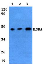CD123 Antibody in Western Blot (WB)