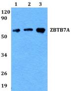 Pokemon Polyclonal Antibody