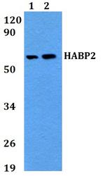 HABP2 Polyclonal Antibody