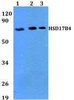 HSD17B4 Polyclonal Antibody