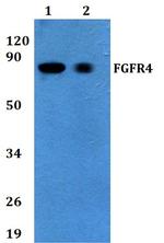 FGFR4 Polyclonal Antibody