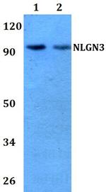 NLGN3 Polyclonal Antibody