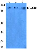 CD41 Polyclonal Antibody
