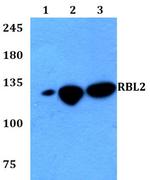 p130 Polyclonal Antibody