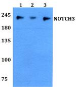 NOTCH3 Polyclonal Antibody