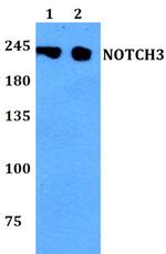 NOTCH3 Antibody in Western Blot (WB)