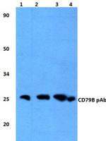 CD79b Polyclonal Antibody