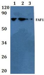 FAF1 Polyclonal Antibody